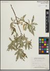 Foto von Salix arbusculoides Andersson